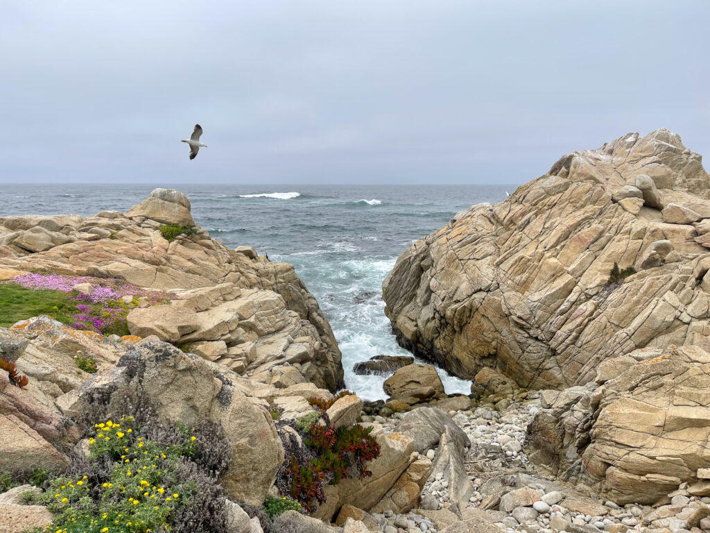 A seagull flies over the rocky shoreline