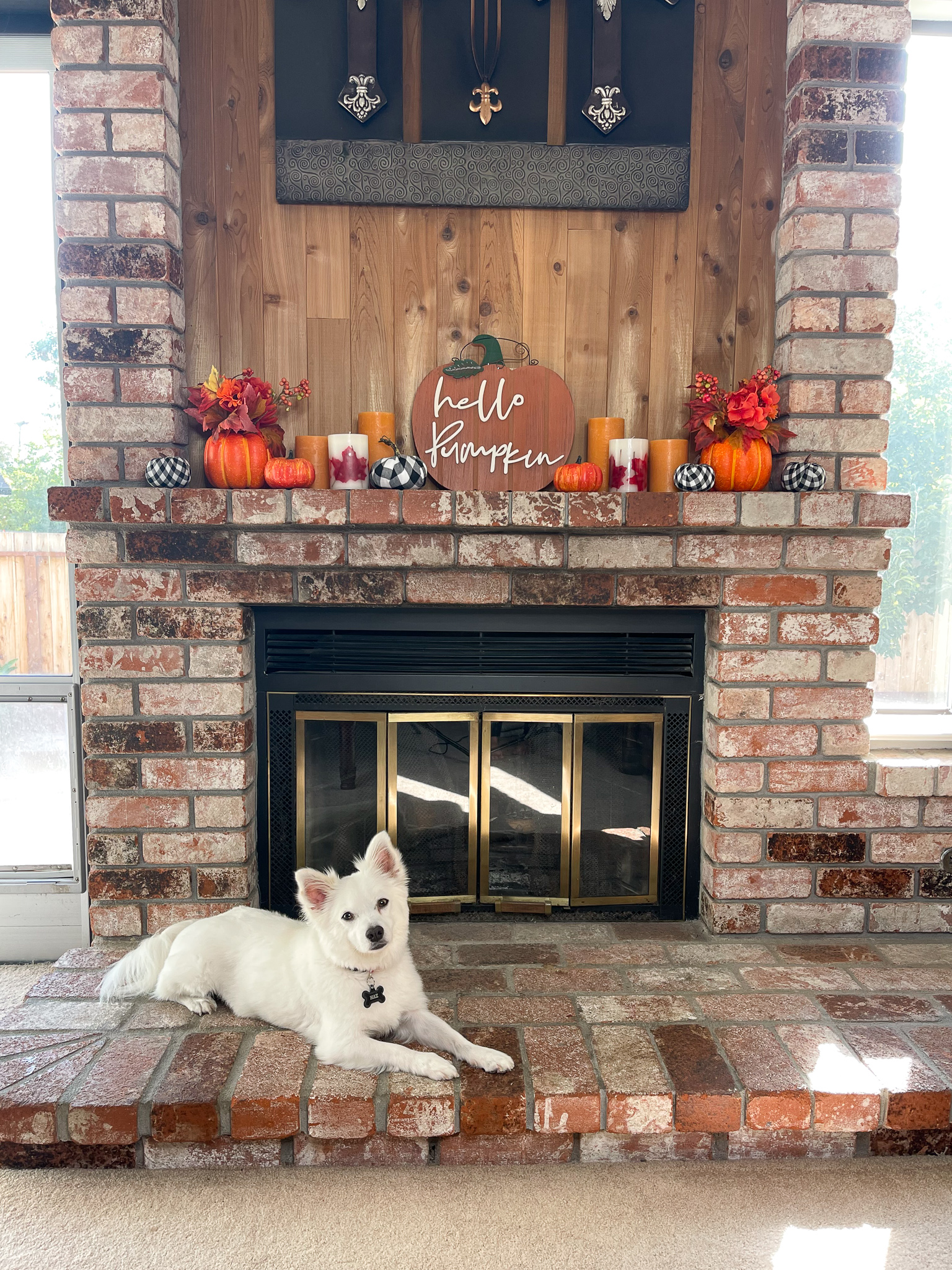 Max the resident Corgi mix loves to photobomb decor pics!